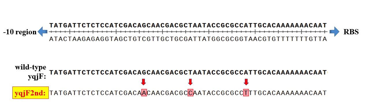 図2 - yqjF1st プロモーターの構造 - Wiki-result より引用