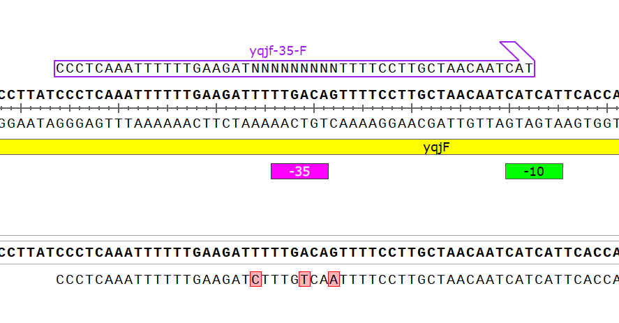 図3 - yqjF2nd プロモーターの構造 - Wiki-result より引用