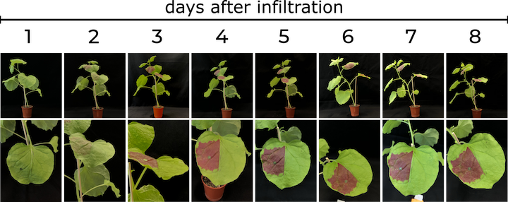 Fig.10 - RUBY レポーターの特性評価