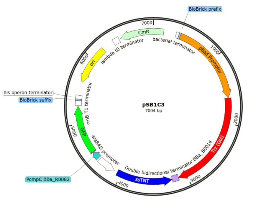 Fig.2 - プラスミド