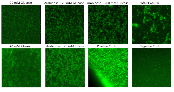 Fig.4 - 顕微鏡での観察
