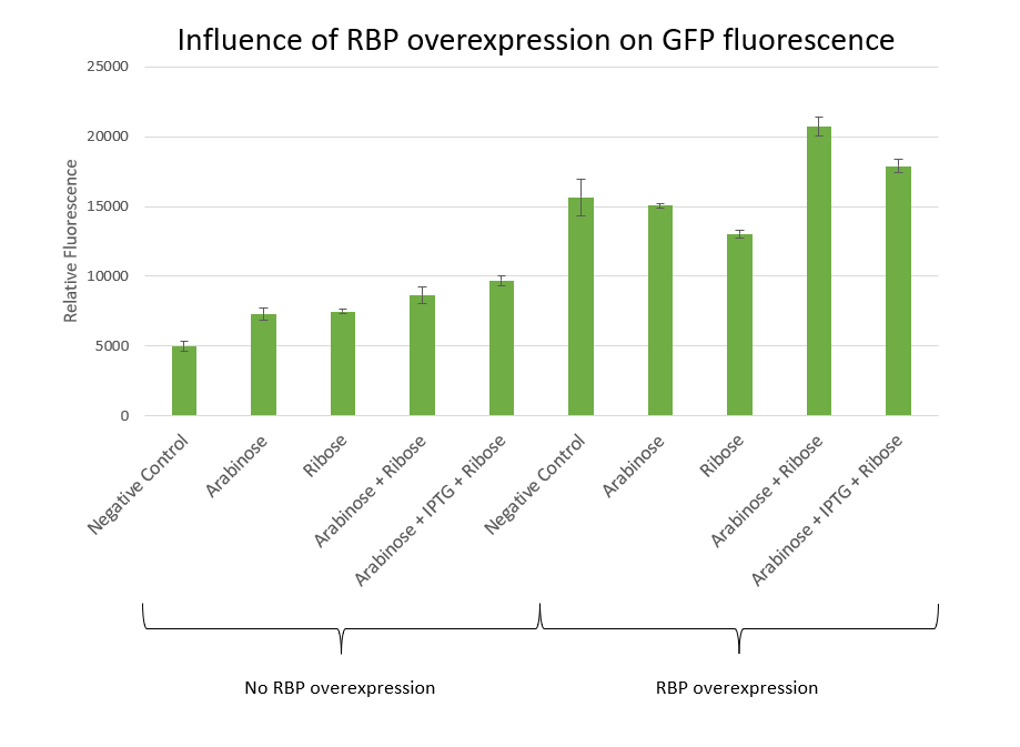 Fig.5 - RBP の過剰発現