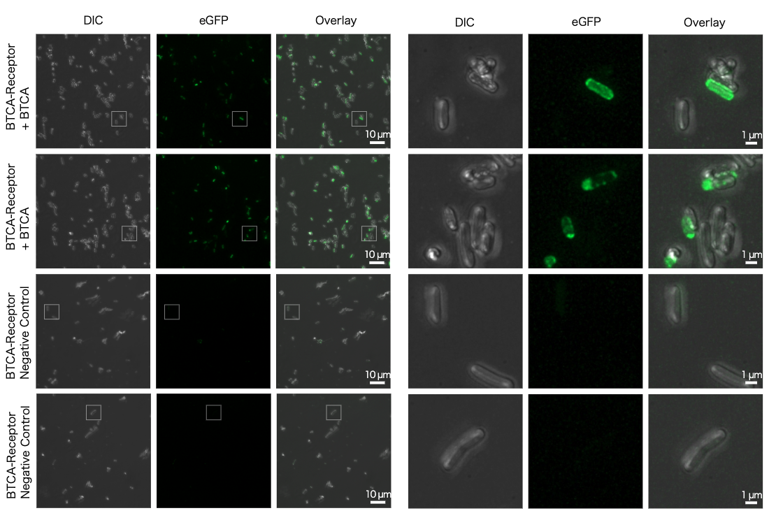 Fig.8 - BTCA 受容体の機能の確認