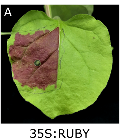 Fig.9 - RUBY レポーターの機能性テスト