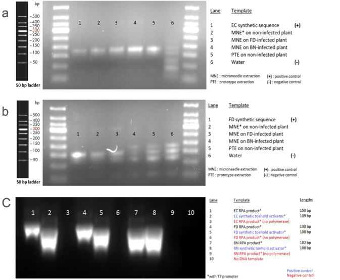 図 4 a:合成 EC とブドウの葉からマイクロニードル抽出した DNA の増幅後アガロースゲル電気泳動 b:合成 FD とブドウの葉からマイクロニードル抽出した DNA の増幅後アガロースゲル電気泳動 c:RPA 転写産物のアガロースゲル電気泳動