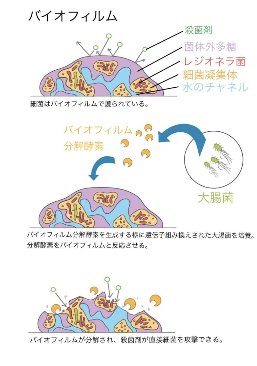 Fig.1 - Breakdown Biofilms in Baths 概要