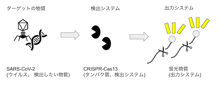 Fig.3 - Detection of SARS-CoV-2 with CRISPR-Cas13a 概要