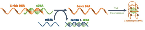 図 11 miRNA 検出法の概略図