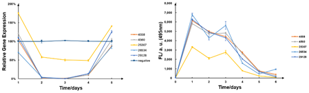 図 12 RT-qPCR と siRNA の結果