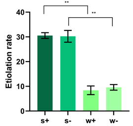 図 15 Etiolation Rate Model