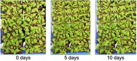 図 16 a)siRNA 散布後の Arabidopsis thaliana
