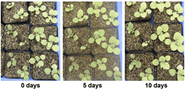 図 16 b)siRNA 散布後の Nicotiana tabacum L.