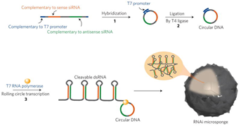 図 5 RNAi ナノ粒子の形成概略