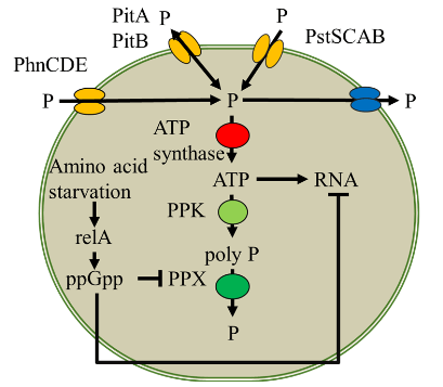Fig.1 - iGEM Qdai 2020 概要