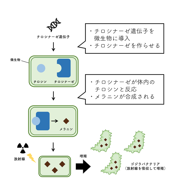 Fig.1 - iGEM Toyaku 2022 概要